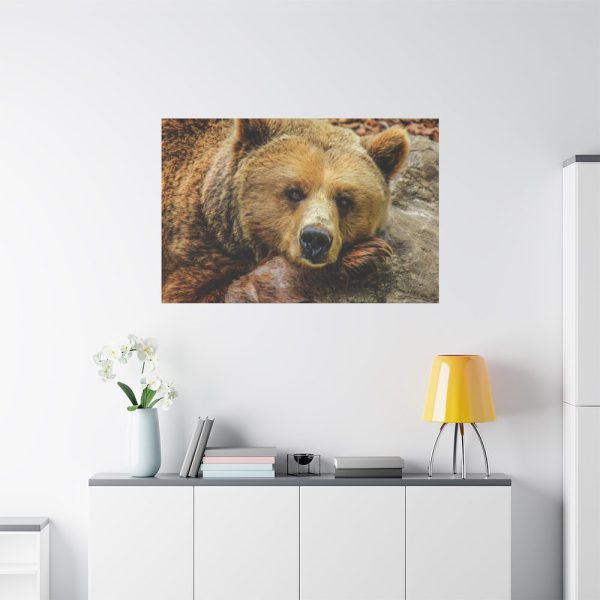 91638-222.jpg Bear is Resting Standard Canvas