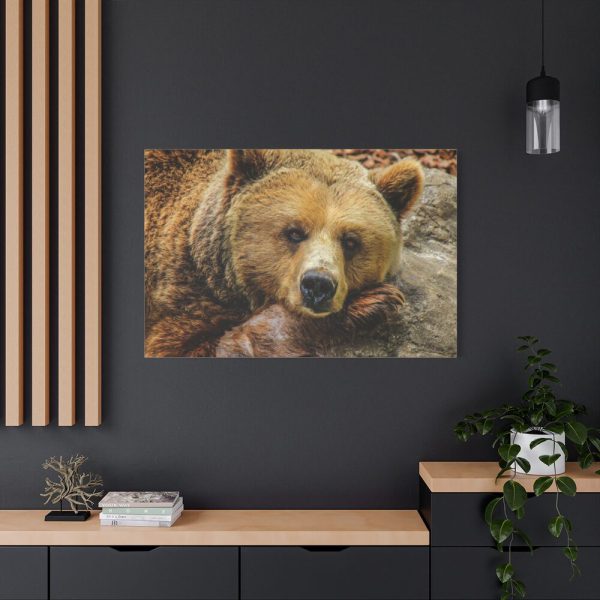 91638-223.jpg Bear is Resting Standard Canvas