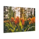 Blooming Orange Tulips Standard Canvas