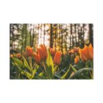 Blooming Orange Tulips Standard Canvas - Image 2