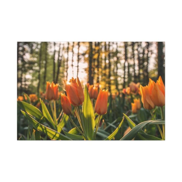 91638-225.jpg Blooming Orange Tulips Standard Canvas
