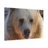 91638-232.jpg Bear Close up Standard Canvas