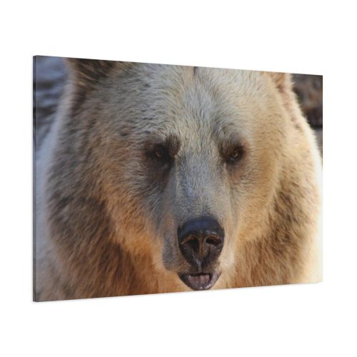 91638-232.jpg Bear Close up Standard Canvas