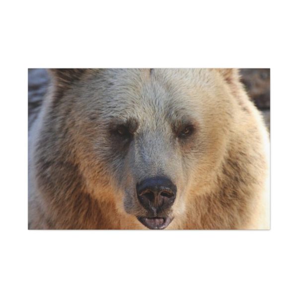 91638-233.jpg Bear Close up Standard Canvas