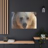 91638-235.jpg Bear Close up Standard Canvas