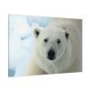 91638-236.jpg Polar Bear Close up Standard Canvas