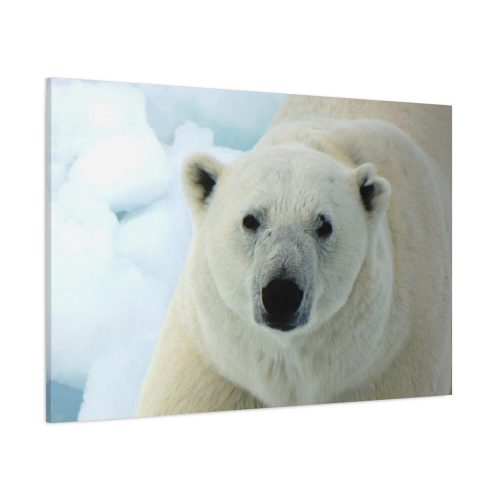 91638-236.jpg Polar Bear Close up Standard Canvas