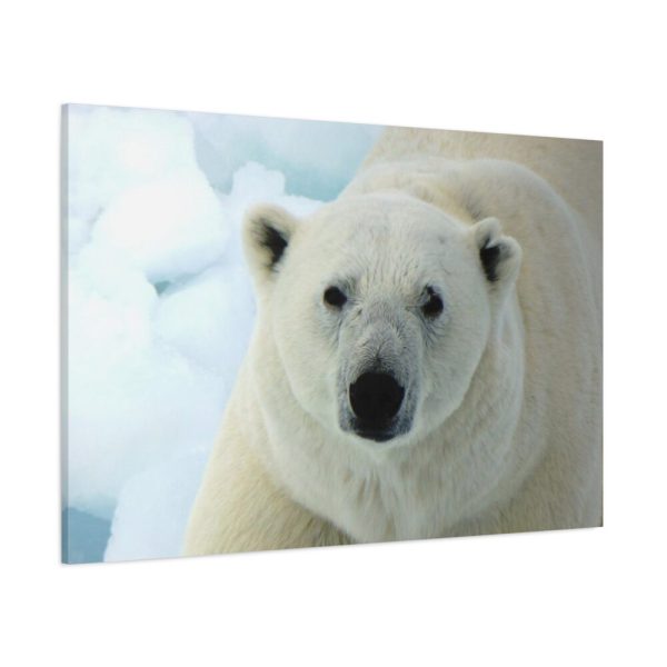 91638-236.jpg Polar Bear Close up Standard Canvas