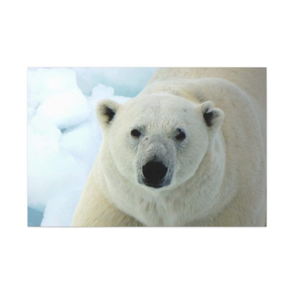 91638-237.jpg Polar Bear Close up Standard Canvas