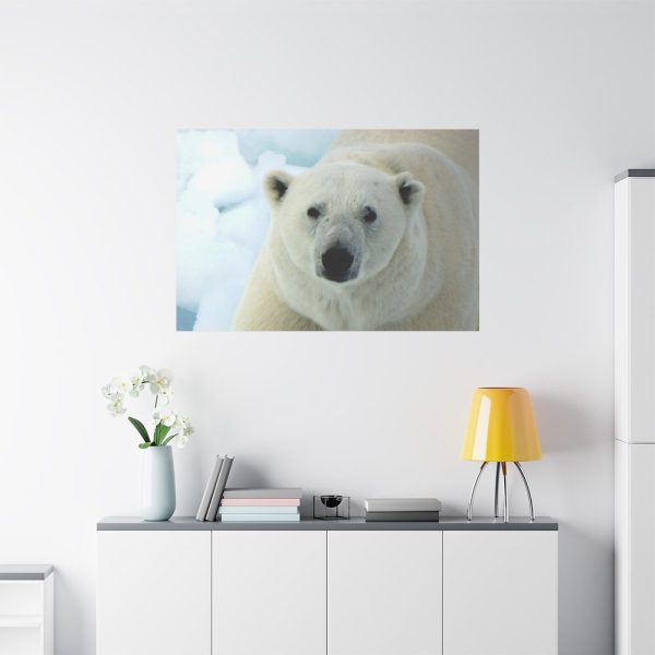 91638-238.jpg Polar Bear Close up Standard Canvas