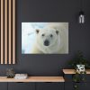 91638-239.jpg Polar Bear Close up Standard Canvas