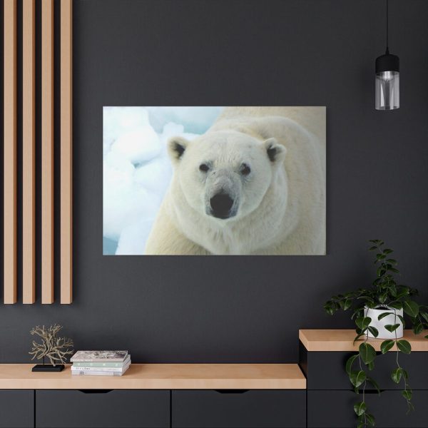 91638-239.jpg Polar Bear Close up Standard Canvas