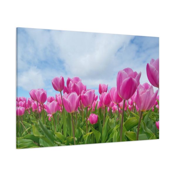 Pink Tulip Standard Canvas