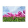 Pink Tulip Standard Canvas