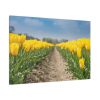 91638-244.jpg Yellow Tulip Standard Canvas