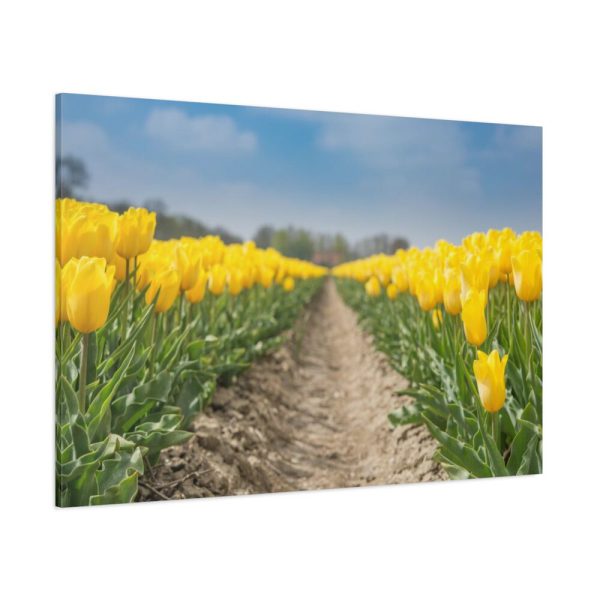 91638-244.jpg Yellow Tulip Standard Canvas