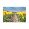 91638-245.jpg Yellow Tulip Standard Canvas