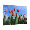 Red Tulip Standard Canvas