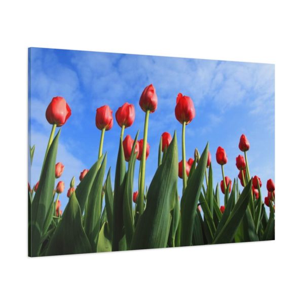 Red Tulip Standard Canvas