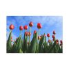 Red Tulip Standard Canvas
