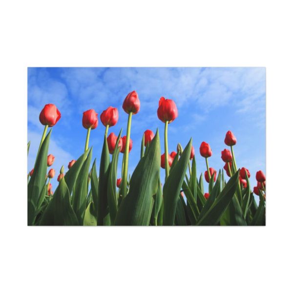 Red Tulip Standard Canvas