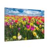 Tulips Beautiful  Standard Canvas