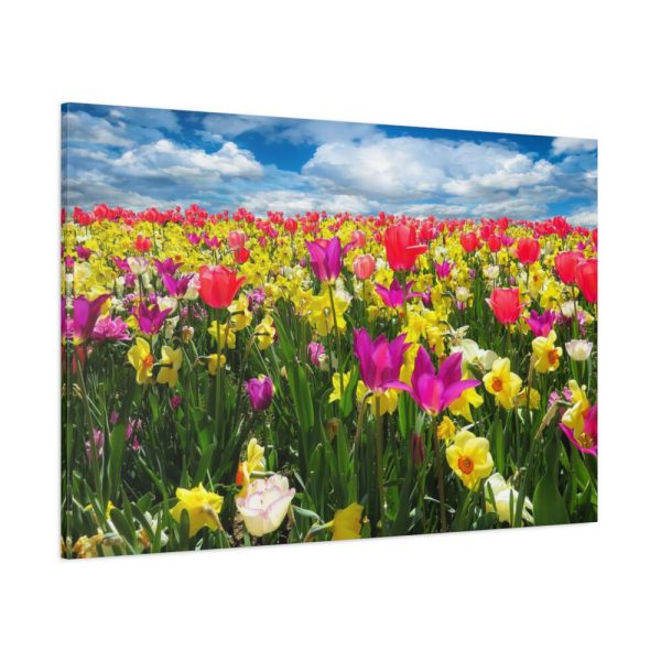 Tulips Beautiful  Standard Canvas