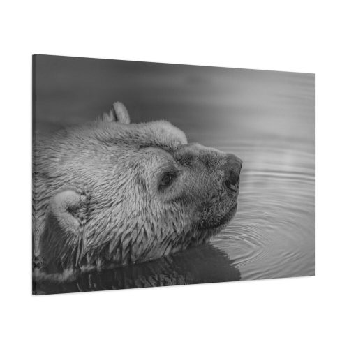 91638-264.jpg Polar Bear Black and White Standard Canvas