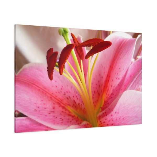 Colorful Pink Standard Canvas