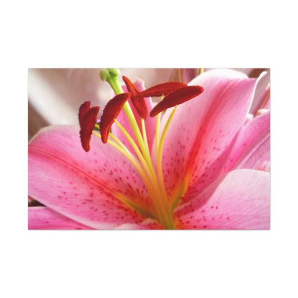 Colorful Pink Standard Canvas