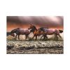 91638-286.jpg Australian Horses Standard Canvas
