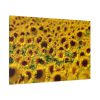 91638-32.jpg Sunflower Farm Standard Canvas