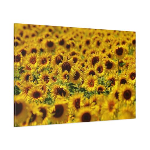 Sunflower Farm Standard Canvas
