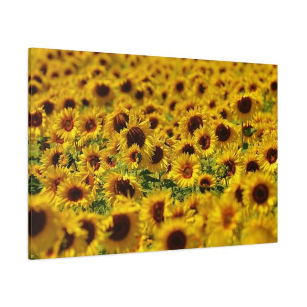 91638-32.jpg Sunflower Farm Standard Canvas
