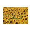 91638-33.jpg Sunflower Farm Standard Canvas