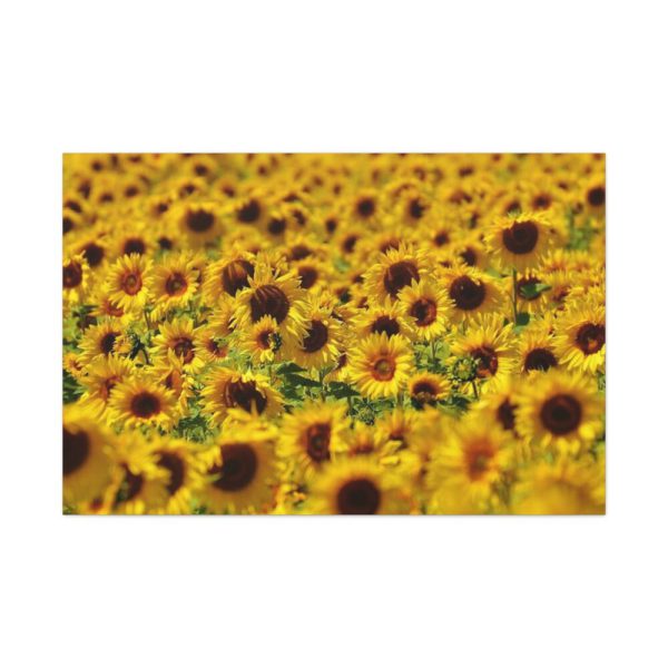 91638-33.jpg Sunflower Farm Standard Canvas
