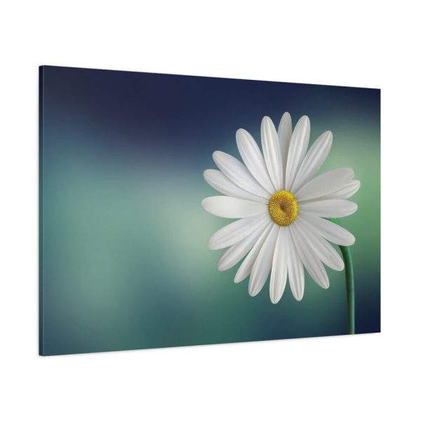 91638-330.jpg Lonely Daisy Standard Canvas