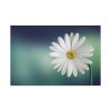 91638-331.jpg Lonely Daisy Standard Canvas