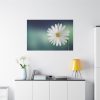 91638-332.jpg Lonely Daisy Standard Canvas