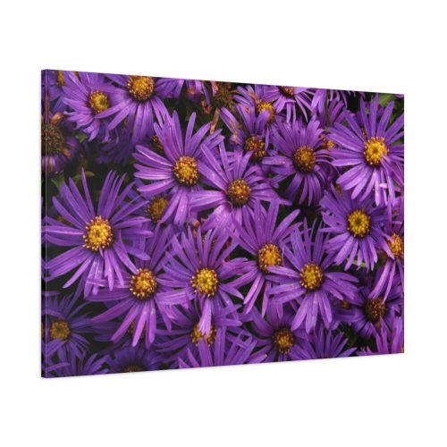 Purple Daisy Standard Canvas