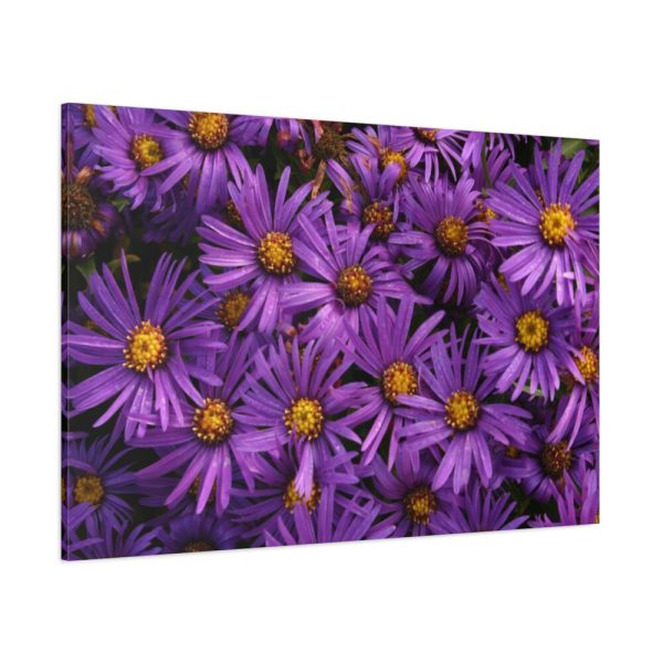 91638-340.jpg Purple Daisy Standard Canvas