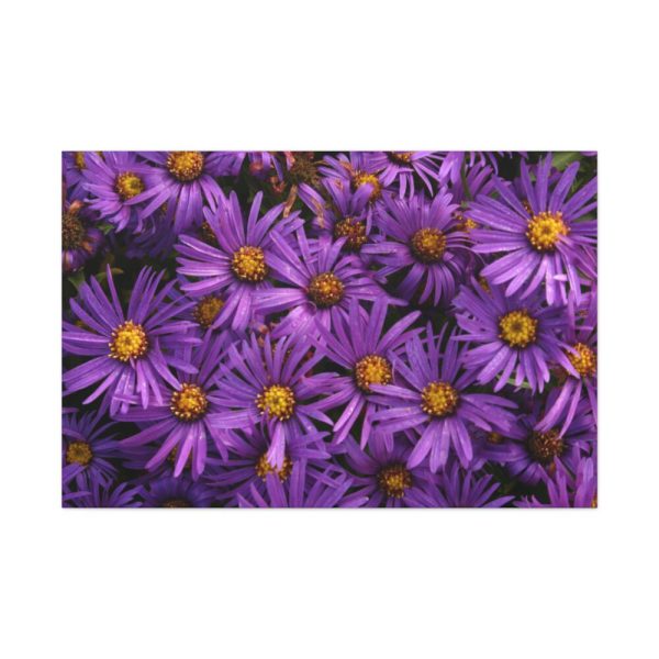 91638-341.jpg Purple Daisy Standard Canvas