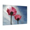 91638-370.jpg Pink Daisy with Blue Sky Standard Canvas