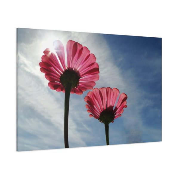 91638-370.jpg Pink Daisy with Blue Sky Standard Canvas