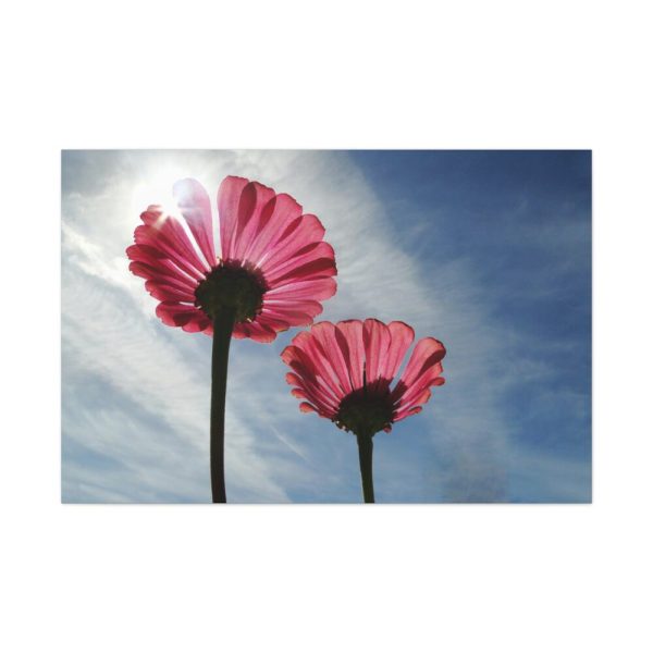 91638-371.jpg Pink Daisy with Blue Sky Standard Canvas