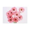 91638-376.jpg Pink Gerbera Daisies Standard Canvas