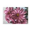 91638-381.jpg Pink-White Daisies Standard Canvas