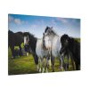 91638-385.jpg A Herd of Grey and White Horses Standard Canvas