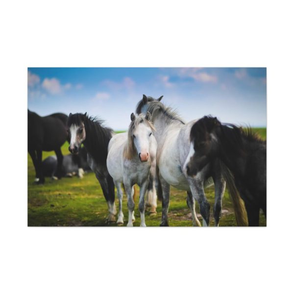 91638-386.jpg A Herd of Grey and White Horses Standard Canvas
