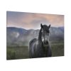 91638-390.jpg Gray Horse Standard Canvas